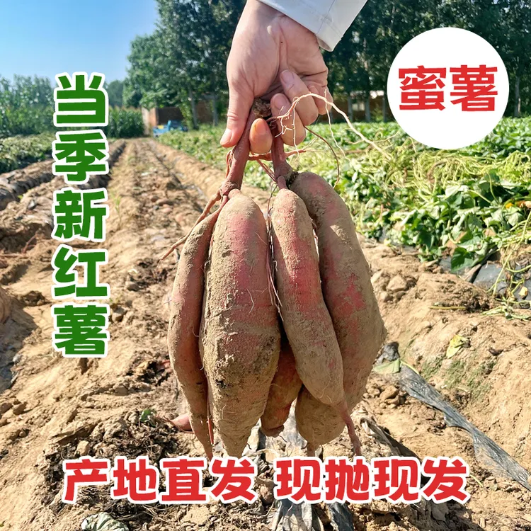 正宗烟薯25农家自种皮薄软糯香甜多仓发货红薯