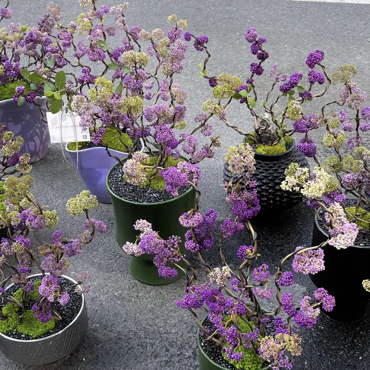 紫珠盆栽多年生四季可种可塑性强耐热耐寒庭阳台院观果植物