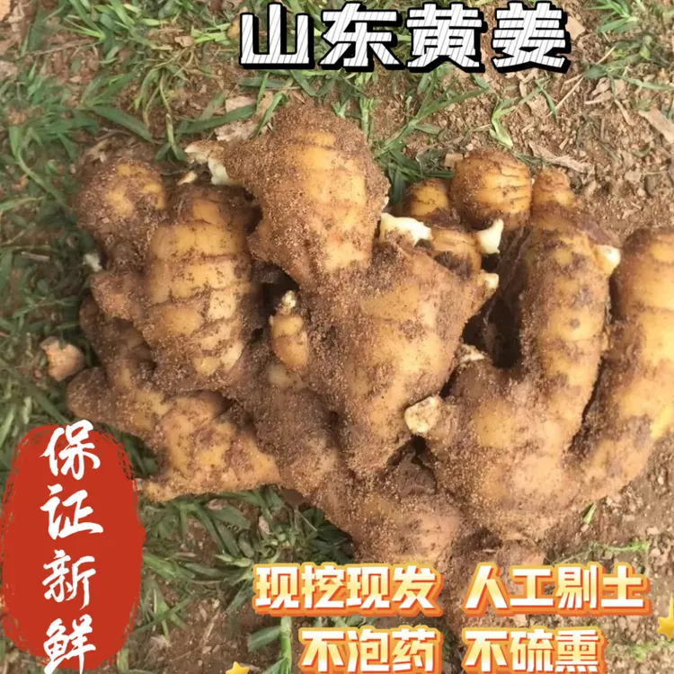 生姜老姜批发水果姜生吃山东泥姜现挖新鲜大黄姜香辣爽口自家种植