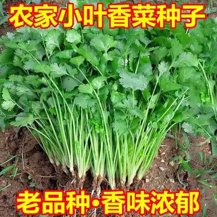 【满5包/包邮】四季速生小叶香菜种子浓香味正适合阳台盆栽小院种植