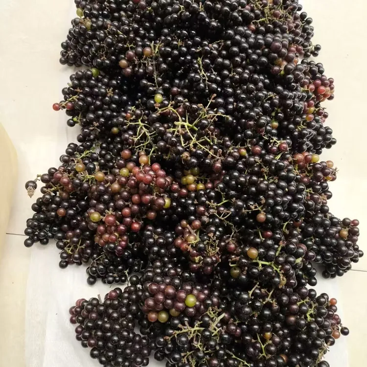顺丰包邮正宗广西贺州野生酿酒泡酒山野葡萄毛葡萄自制野生葡萄