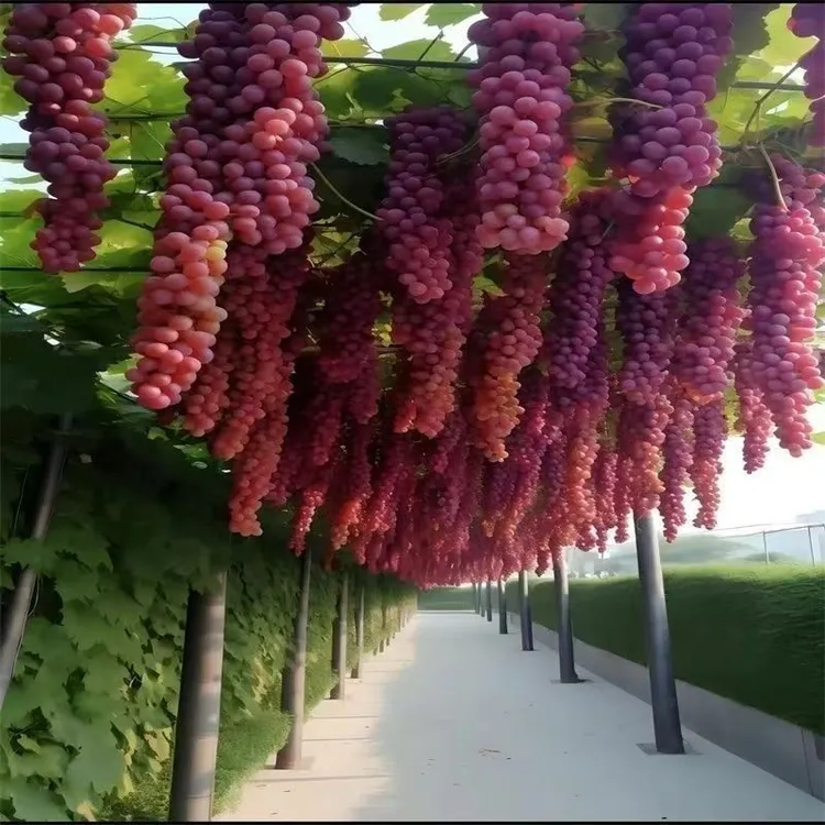 阳光玫瑰红提葡萄苗北南方种植果树苗葡萄树苖特大巨峰夏黑蓝宝石