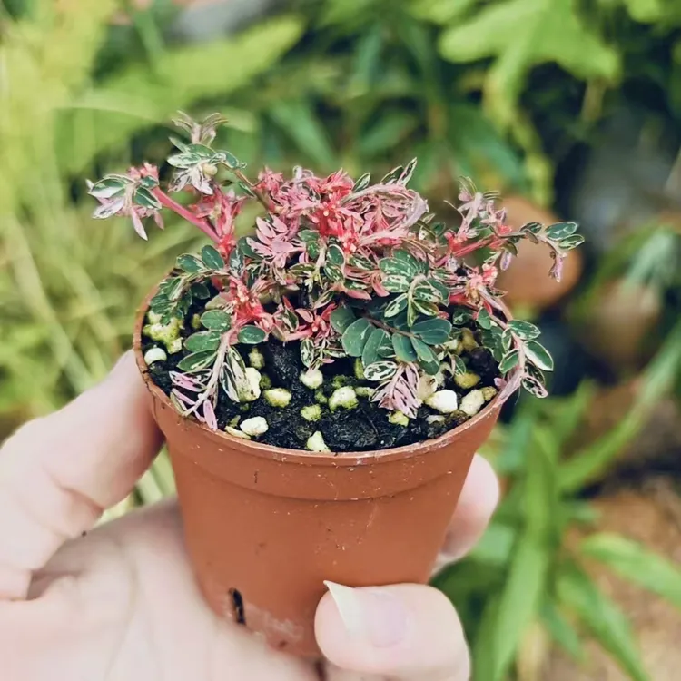 粉锦叶下珠网红正品原盆发货叶片粉色锦化办公室桌面小盆栽绿植