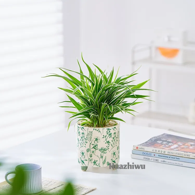 金边金心青叶吊兰盆栽室内阳台四季常青净化空气吸除甲醛水培绿植