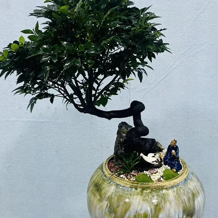 居家茶室盆器花卉老桩黑骨茶小叶紫檀四季常青盆景绿植小巧植物