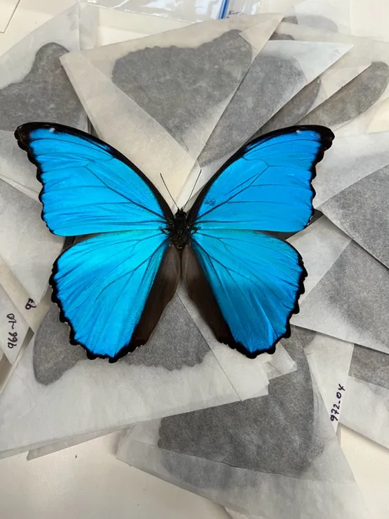 大蓝闪蝶国外进口闪蝶各种未展翅原蝶真蝴蝶标本