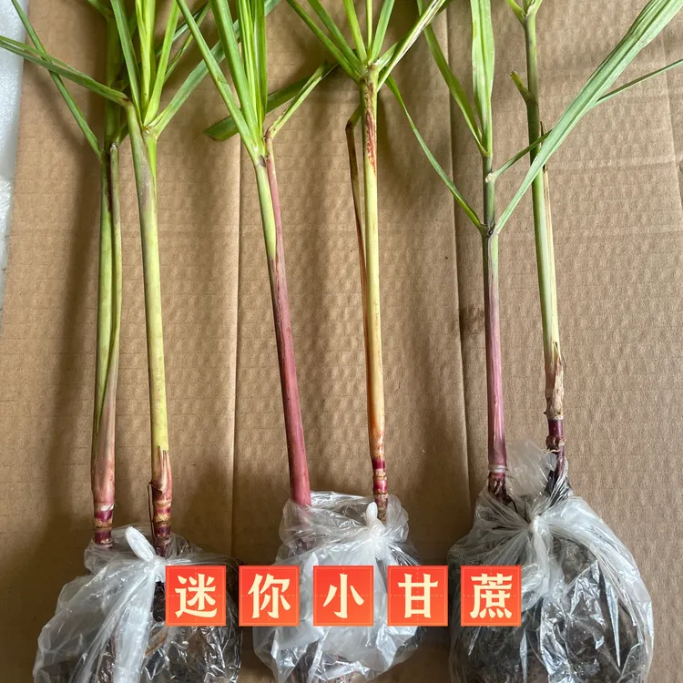 迷你小甘蔗盆栽绿植好养