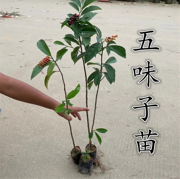 五味子树苗可食用泡酒南方五味子苗名贵庭院阳台绿化苗木药用植物