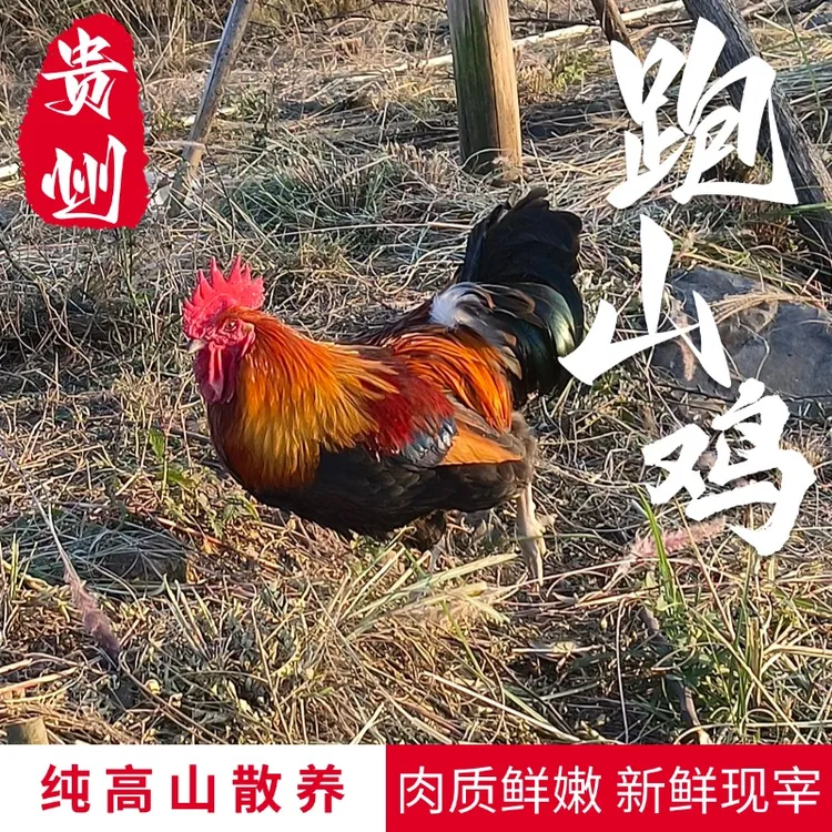 贵州农家散养土鸡跑山鸡肉质紧实新鲜鸡肉