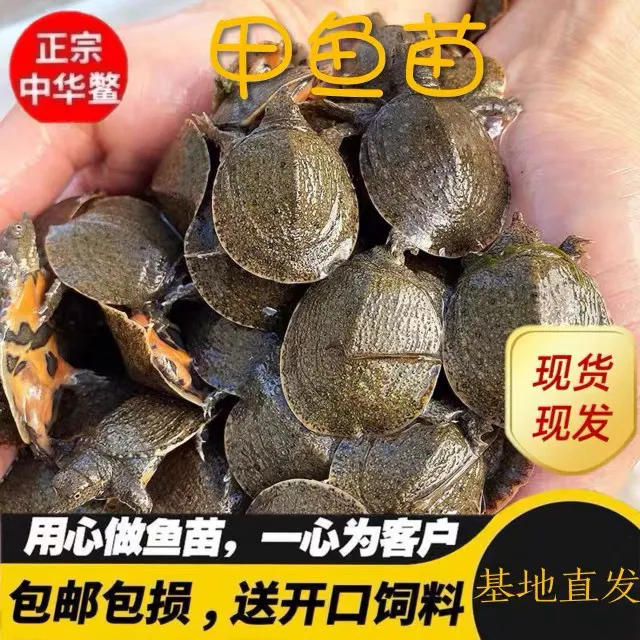 【20-35克甲鱼苗】外塘冷水中华甲鱼健康活泼放养生长鱼塘水库养殖