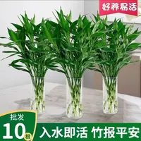 富贵竹节节高花卉绿植好养易活水培植物桌摆办公室