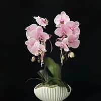 【马卡龙蝴蝶兰组合】马卡龙蝴蝶兰盆栽，大白V3吸色，顺丰快递包邮