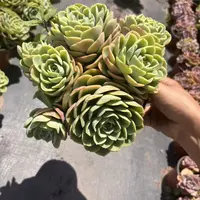 王小二哈密瓜全店多肉任意拍满9.9元发货拍满5单送一包吡虫啉