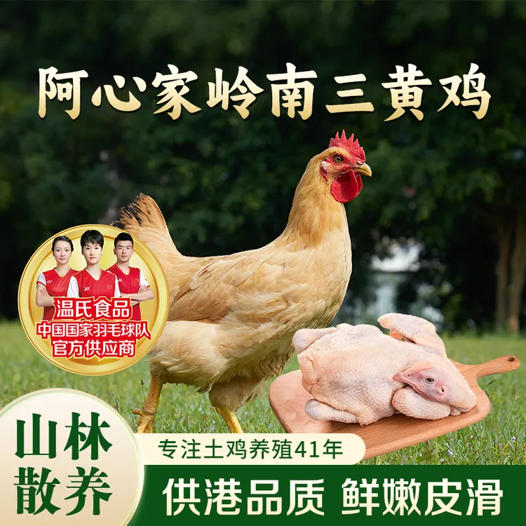 【阿心家三黄鸡】800g/只走地鸡 农家纯粮散养 拍一发二 红烧肉鲜嫩
