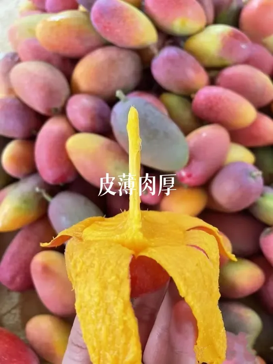 七彩金凤凰香芒  树上自然成熟 又香又甜又爆汁 皮薄肉厚核小  