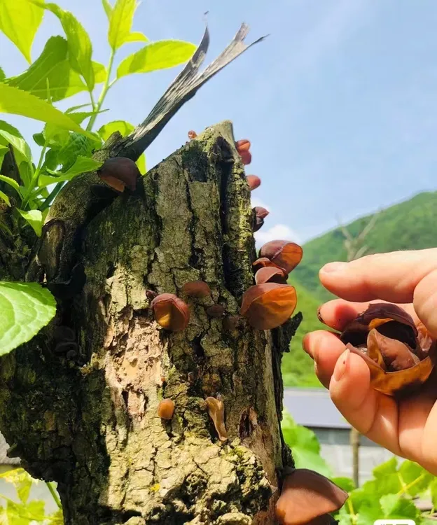 裕河茶多多专属陇南青冈树木耳软糯q弹无科技木耳