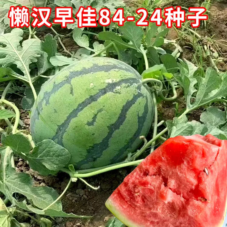 懒汉早佳冰糖麒麟瓜8424西瓜种籽薄皮脆甜西瓜种子春农家水果种孑