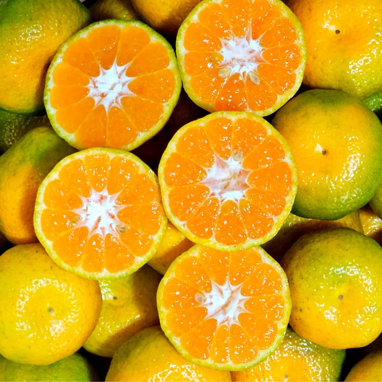 【采用绿色生态种植】云南高山南丰蜜橘/产地直发/现摘现发新鲜水果