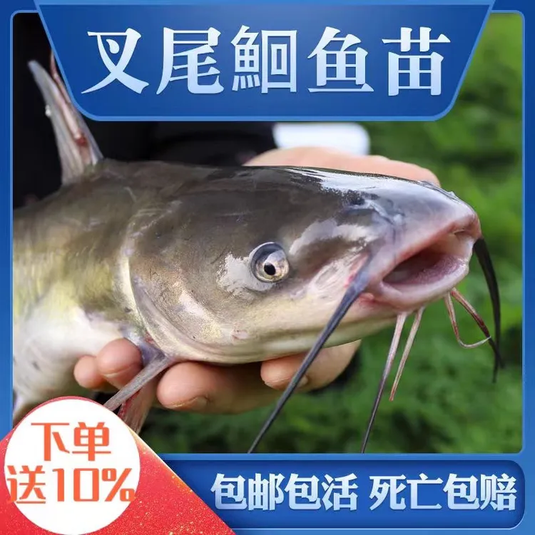 精品叉尾鮰鱼 斑点叉尾 清江鱼 淡水活体宠物