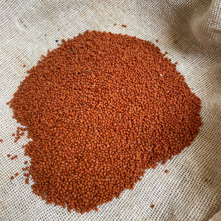 野生楮实子 广西构桃果楮实米楮桃子 煮水泡酒养生滋补中药材干货