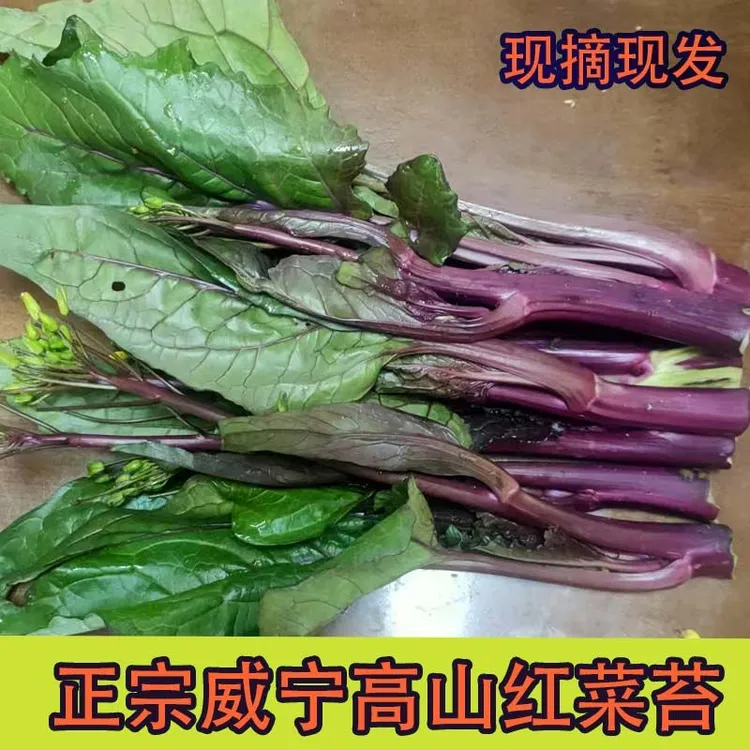 新鲜当季红菜苔高山菜心农家菜时令紫红苔菜苔新鲜蔬菜现摘现发