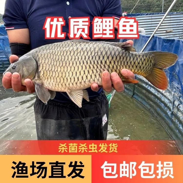 【活体】鲤鱼（4-12cm大号）观赏鱼淡水鱼冷水鱼