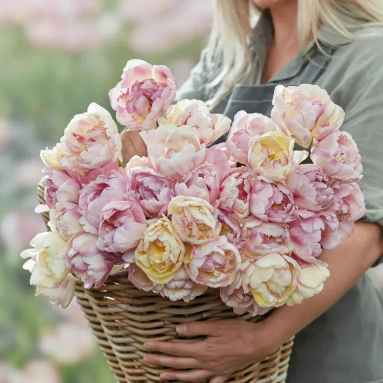 花自开【量贩装】郁金香自然球种球球根花卉好养护栽培南方北方栽种