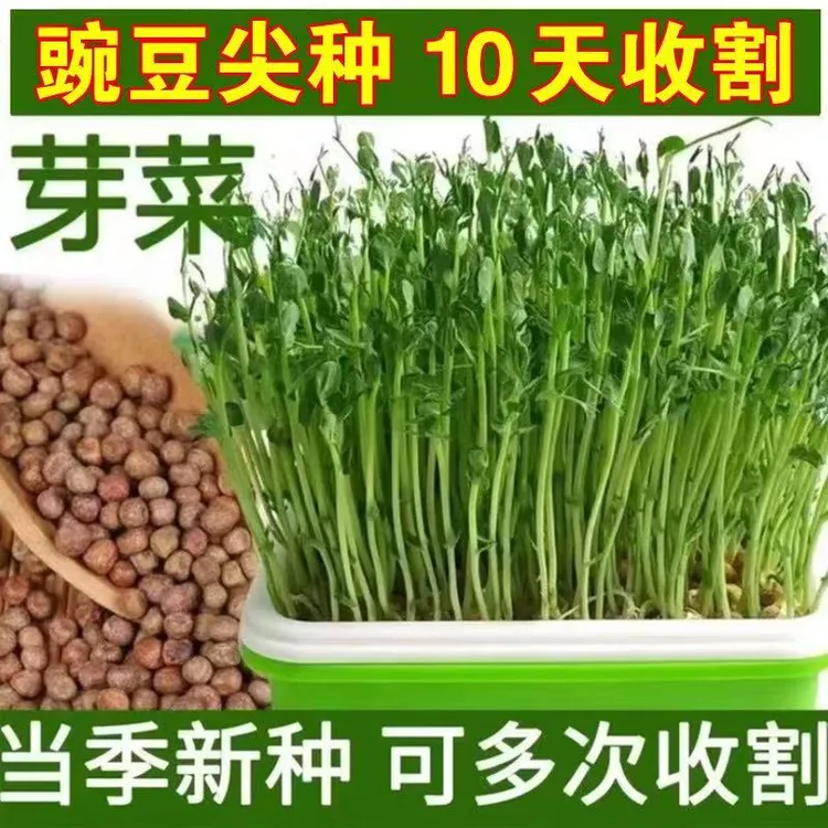 HM豌豆苗种子无须豌豆尖种籽春秋播种阳台种植盆栽芽苗菜蔬菜种子