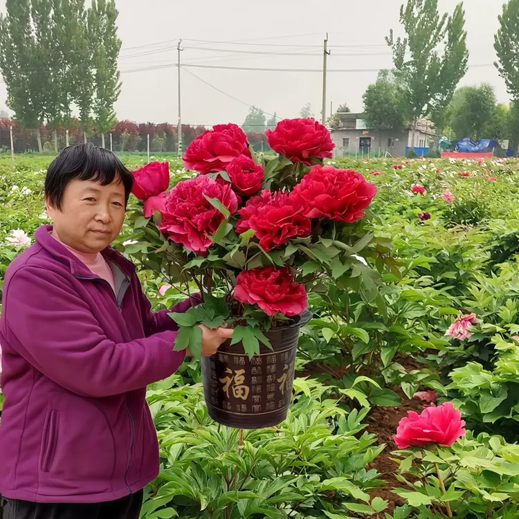 芍药花正宗芍药重瓣花种浓香型四季耐寒室内盆栽花卉庭院阳台全根