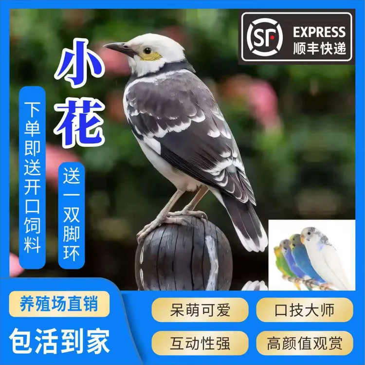 小花鹦鹉宠物幼鸟（购买前请看清楚协议再下单）
