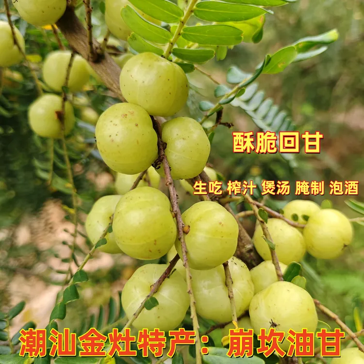 潮汕金灶 崩坎油甘果 二斤装