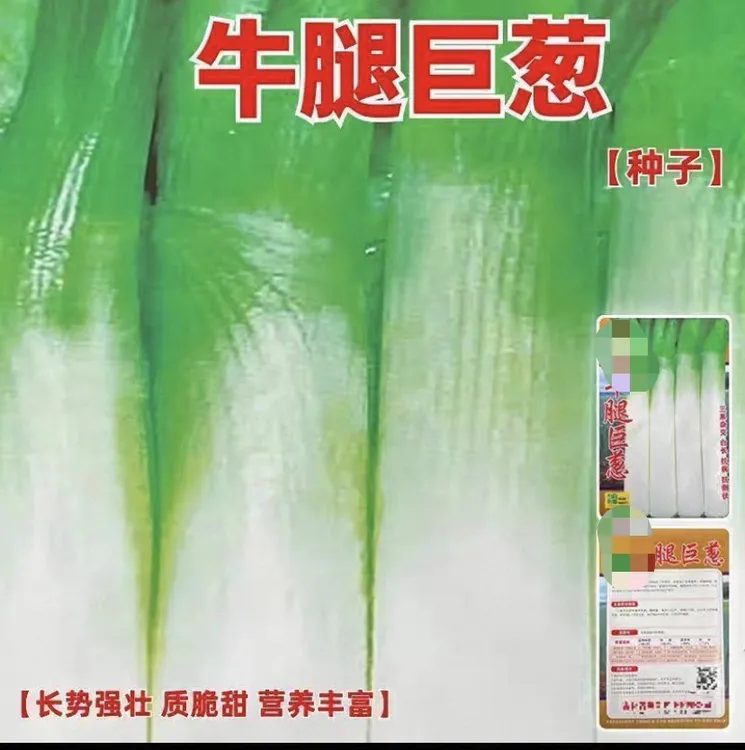 【牛腿巨葱种子】牛腿巨葱种子种籽山东四季大葱籽