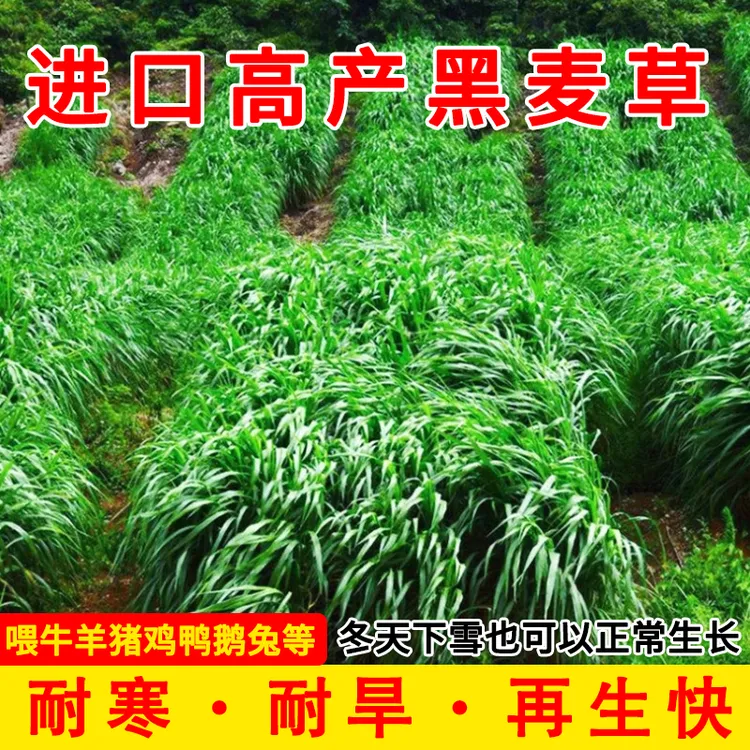 黑麦草牧草种子高产四季多年生牧草耐寒畜牧养殖草籽喂猪牛羊鱼草