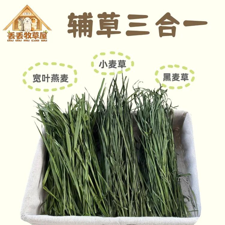 【辅草三合一】烘干燕麦➕黑麦➕小麦苗兔子龙猫豚鼠辅草零食宽叶燕麦