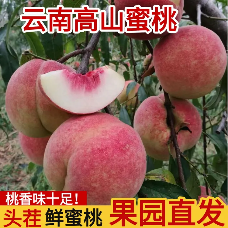 （现摘速发）2025云南大理秋桃新鲜现摘脆甜蜜桃毛桃子鲜果高山脆桃