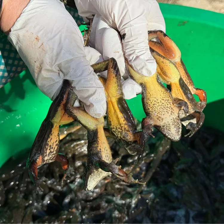 【特价公狗林蛙鲜活】三斤公蛤蟆河鲜公狗子送东北大酱