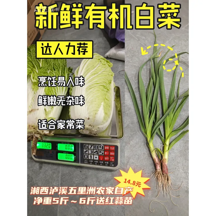 湖南湘西泸溪五里洲露天霜打黄心鸡腿白菜鲜甜可口当季新鲜西洋菜