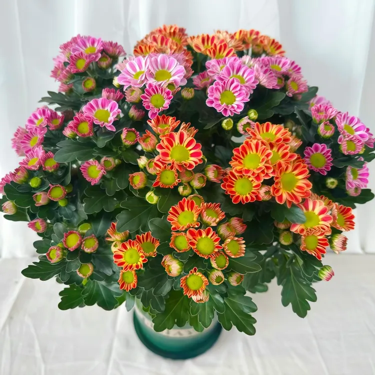 混色鲁一尼盆栽四季开花多年生长好养室内阳台庭院观花植物花卉