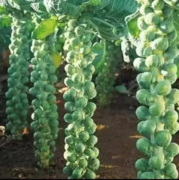 【CY】孢子甘蓝抱子甘蓝菜种子苗蔬菜种籽四季小包菜卷心蔬菜