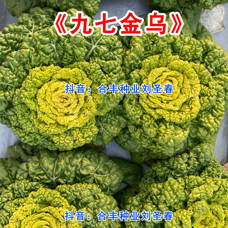 九七金乌黄心乌杂交种子耐寒抗冻秋冬季播种收获黄心菜美观金黄