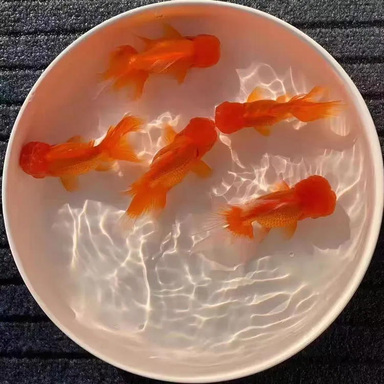 小金鱼活鱼观赏鱼冷水淡水红草鱼红狮鱼好养耐活鸿运当头国粹弘运
