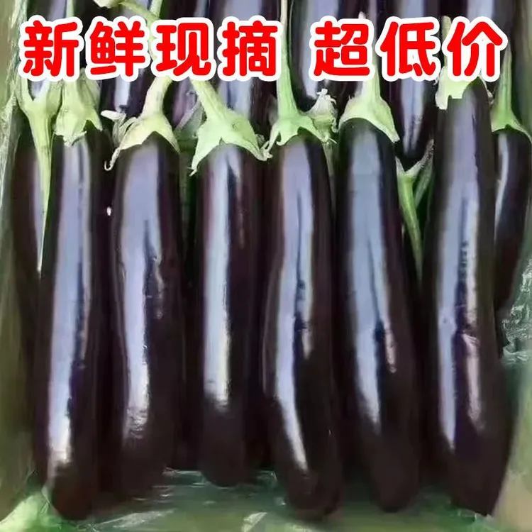 新鲜茄子批发大棚紫皮农家茄子买菜现发蔬菜当季现摘茄子新鲜