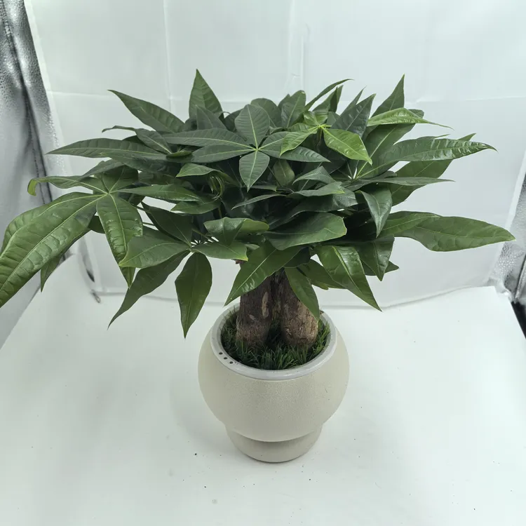 福禄盆三杆发财树盆栽室内四季常青好养活适合办公室客厅桌面摆放