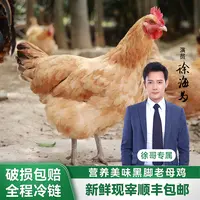 【徐哥专属】大别山黄油黑爪老母鸡吃五谷老母鸡土鸡煲汤4.5斤二只