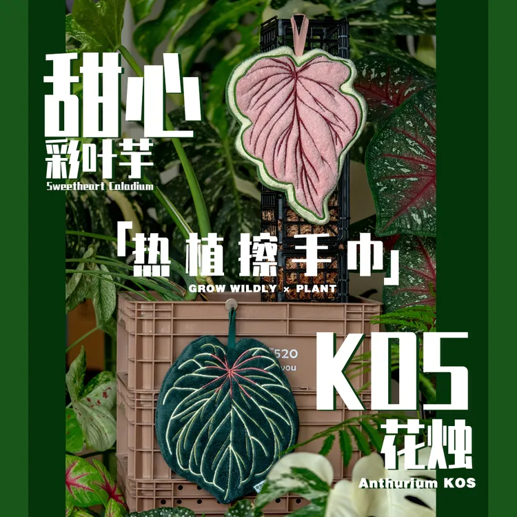 原创设计I植物叶子擦手巾花烛彩叶芋造型亲肤柔软热植擦手帕