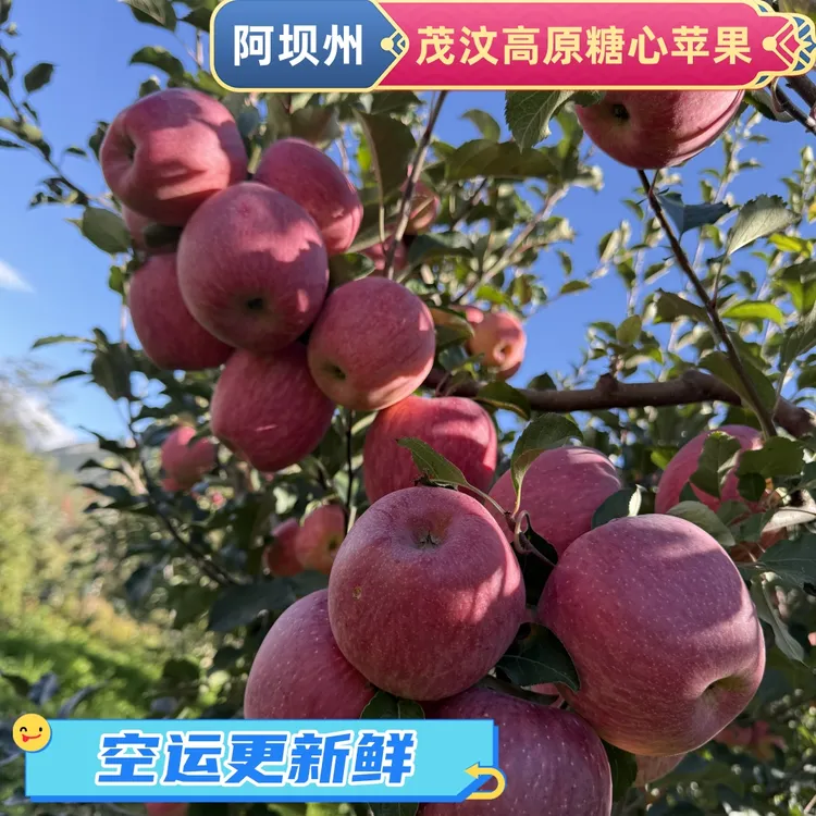 邮政空运阿坝州汶川茂县高原糖心苹果冰糖心红富士现摘现发好吃甜
