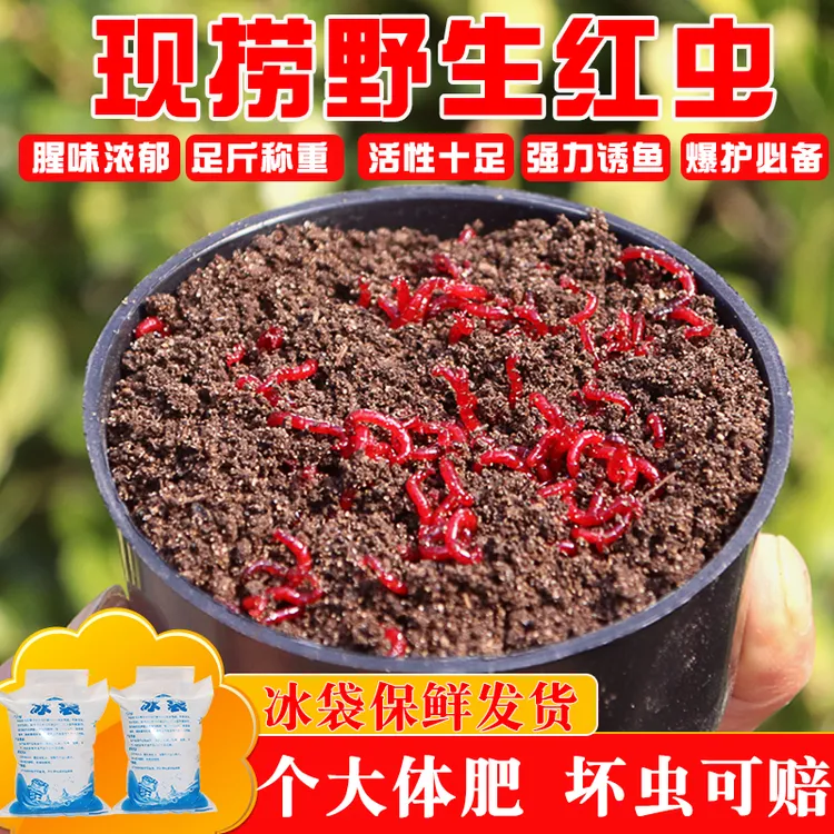 鲜活红虫新鲜红虫活饵挂钩野钓鱼饵鲫鱼饵便宜批发鱼食活的红虫