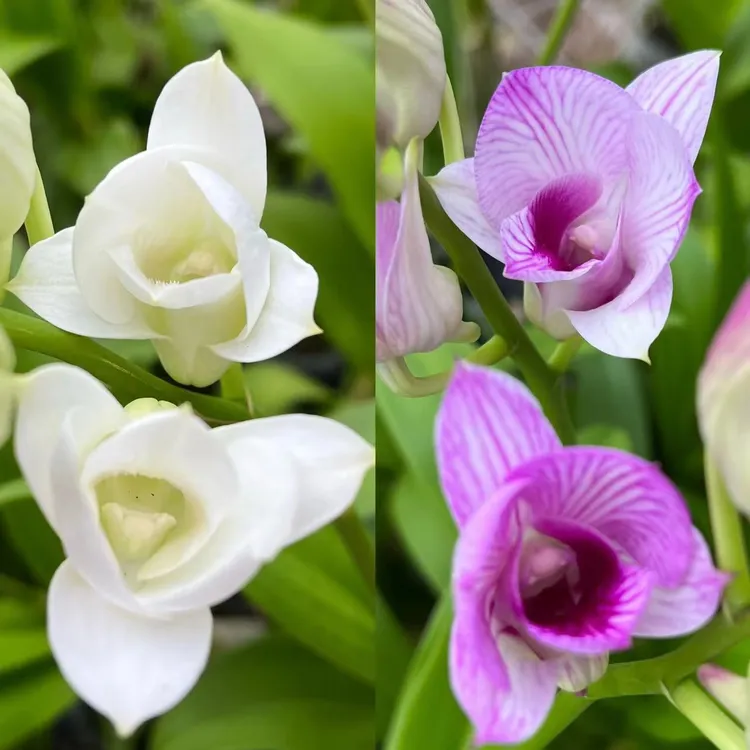 新品秋石斛净化空气好养护易养活原杯苗花期长懒人花卉基地直发