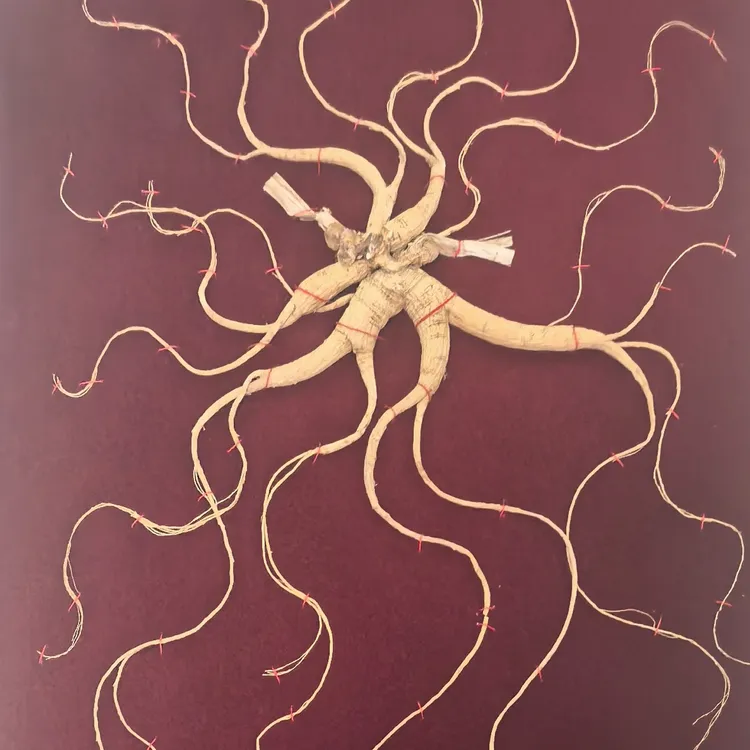 长白山林下干人参80板一物正宗人参一拍