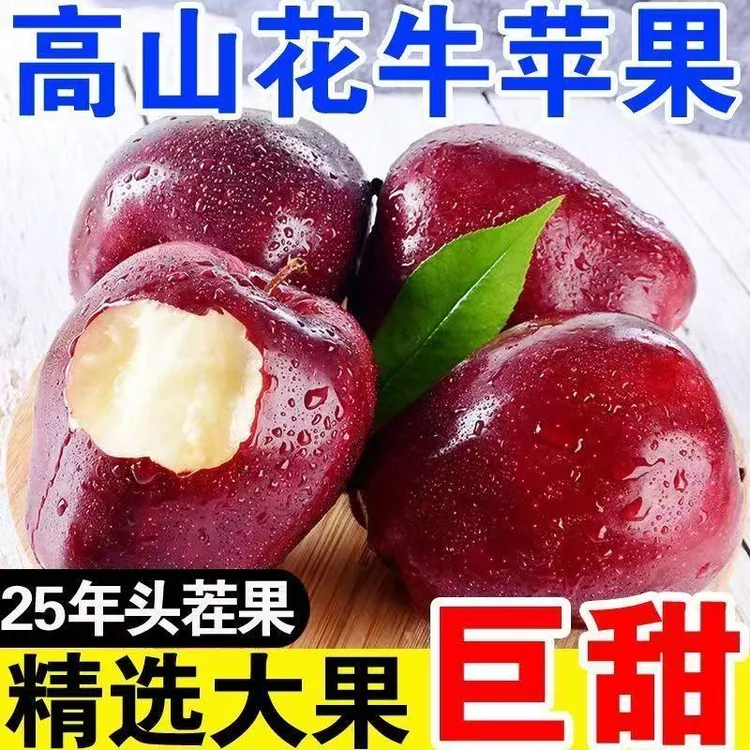【陇小胖】甘肃天水花牛苹果 当季节新果 蛇果辅食 新鲜采摘